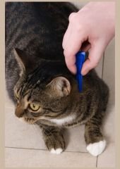 Antipulgas Frontline Top Spot Gatos - Merial