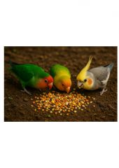 Nutripassaros Psita 700 Gr - Nutripássaros