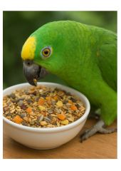 Suprema Papagaio Frutas - Reino das Aves